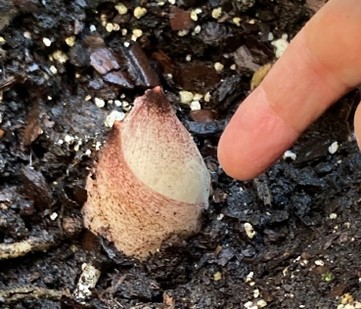 A picture of the titan arum as a very small sprout