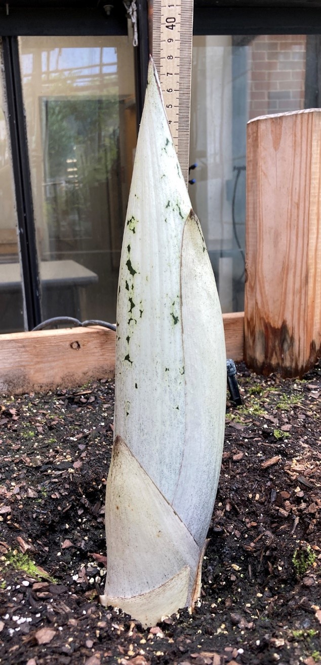 A picture of the titan arum as a sprout of 38.1 cm