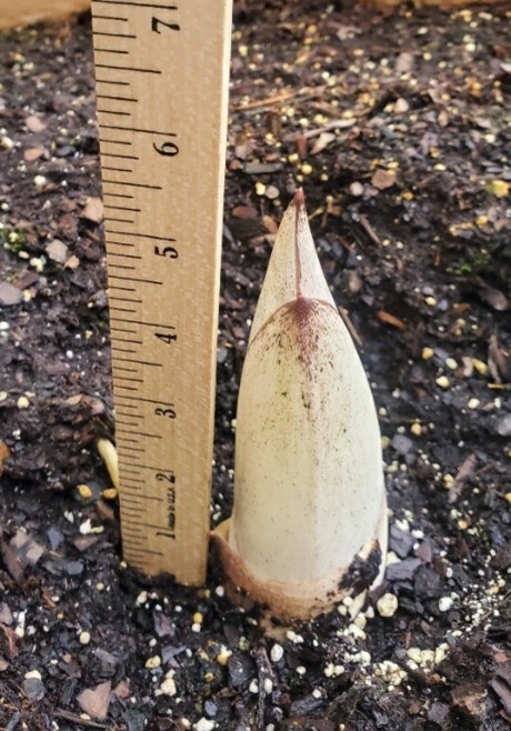 A picture of the titan arum as a sprout of 14.6 cm