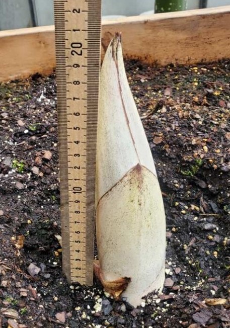A picture of the titan arum as a sprout of 21 cm