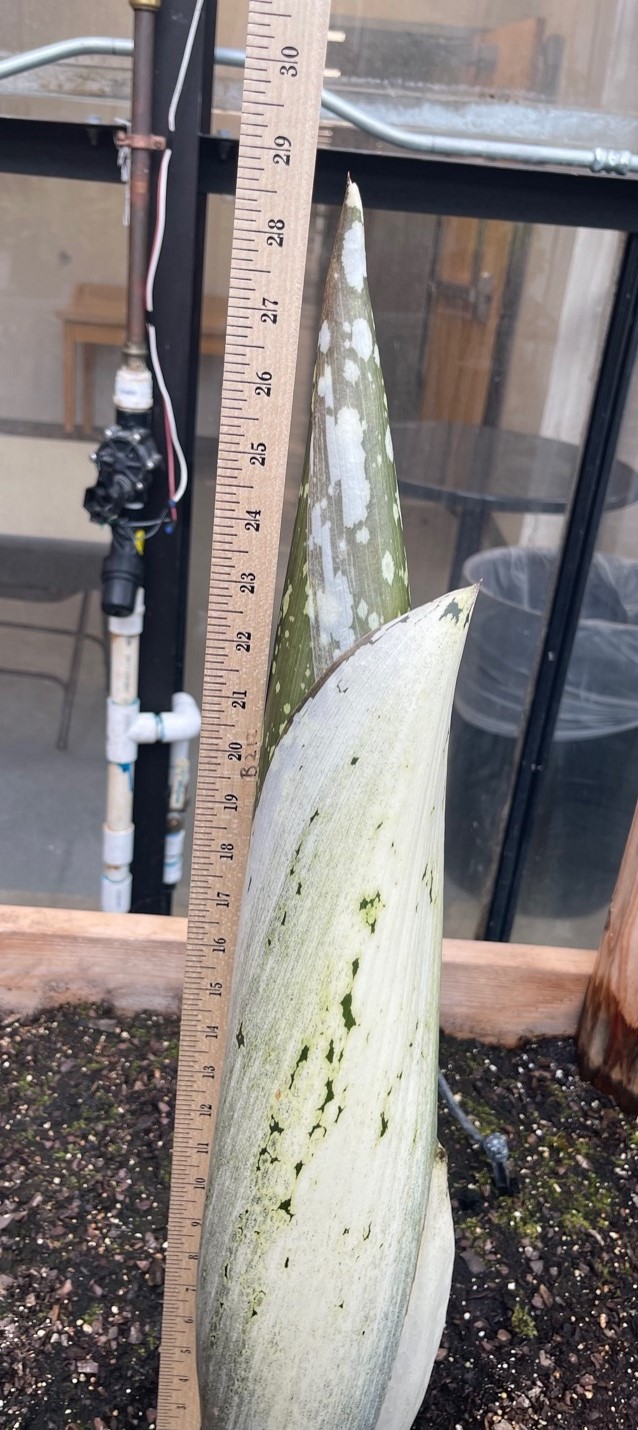 A picture of the titan arum as a sprout of 74 cm