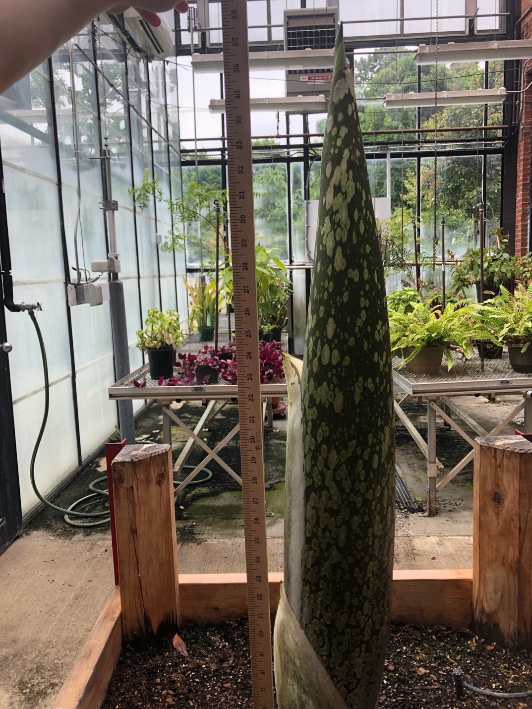 A picture of the titan arum as a sprout of 95.5 cm