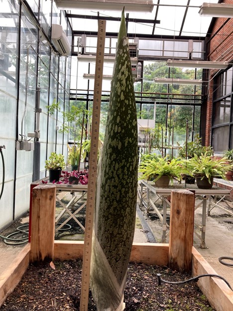 A picture of the titan arum as a sprout of 104 cm