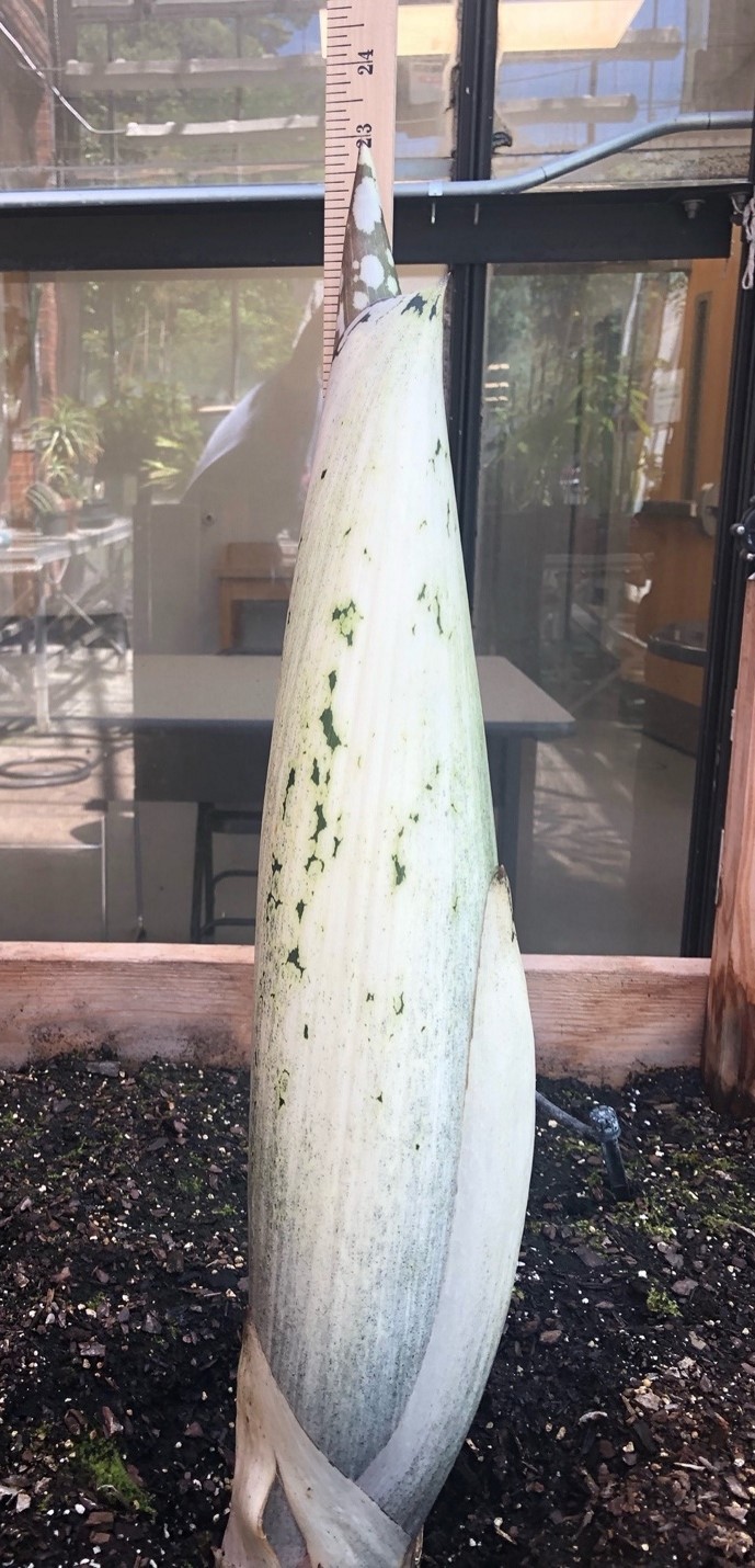 A picture of the titan arum as a sprout of 58 cm