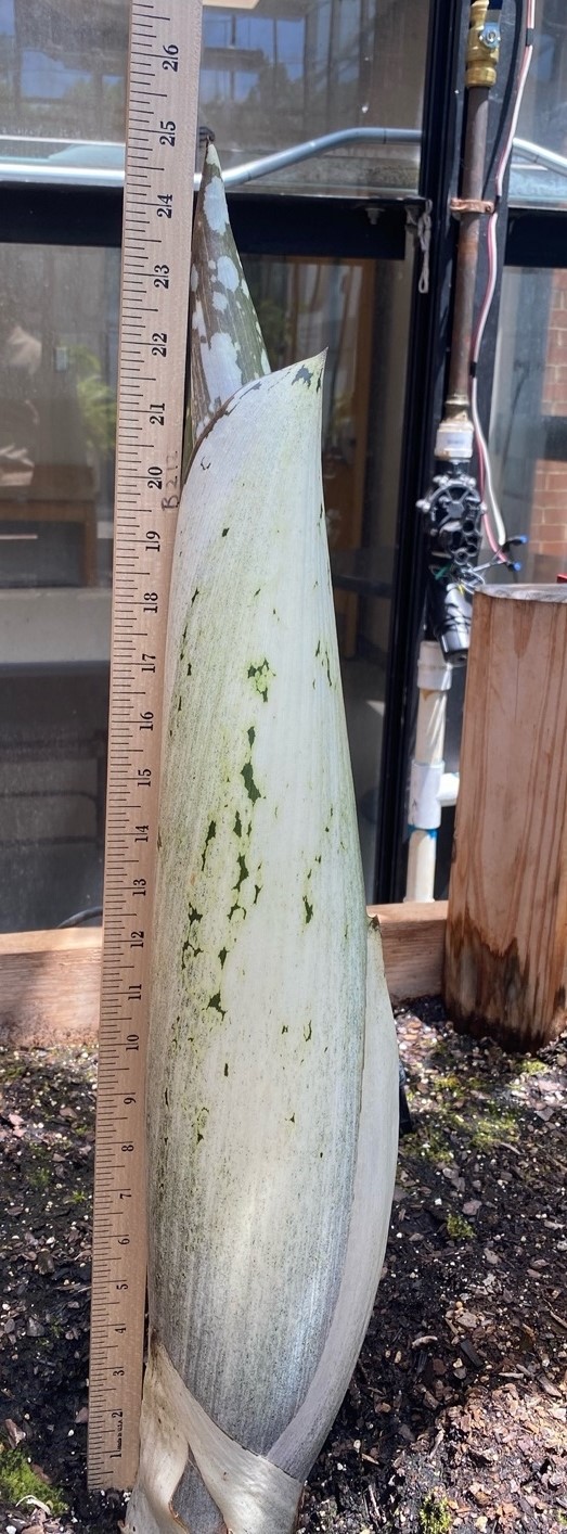 A picture of the titan arum as a sprout of 64 cm