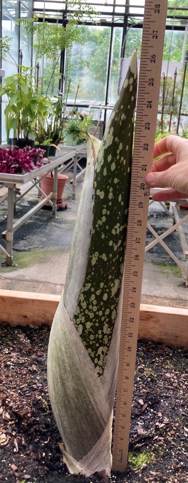 A picture of the titan arum as a sprout of 67 cm